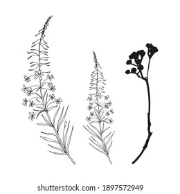Vector flowers and leaves, isolated black. Realistic hand drawn flower  and leaves illustration set on white background.