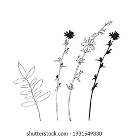 Vector flowers and leaves, isolated black. Realistic  flower  and leaves illustration set on white background.