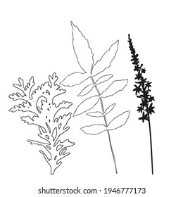 Vector flowers and leaves, isolated black. Realistic hand drawn flower  and leaves illustration set on white background.