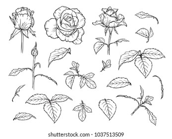 Vector Flowers and Leaves set. Hand drawn Rose Flower bud and Leaf Sketch. Elements of roses isolated on white background.