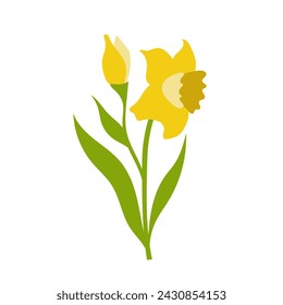 Vector flowers, narcissus illustration.First spring flowers. Simple illustration on a white background.