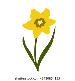 Vector flowers, narcissus illustration.First spring flowers. Simple illustration on a white background.