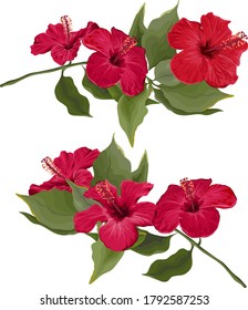 Vector flowers on a white background. Red hibiscus. Branches with green leaves and flowers.