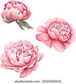 Vector flowers on white background. Pink flowers of peonies. Watercolor style 