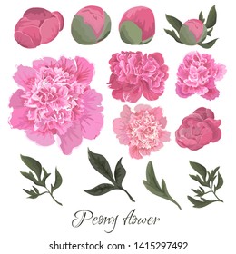 Vector flowers and peony leaves on white background.