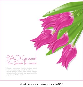vector flowers pink tulips with drops of dew