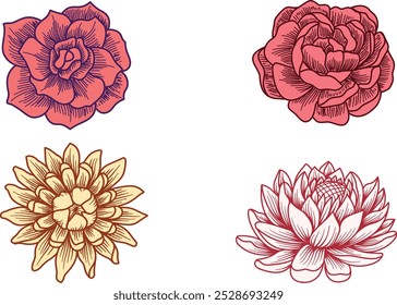 Vector flowers of rose, Lily, Lotus, Dahlia. Hand drawn detailed realistic engraving colorful petal flower collection