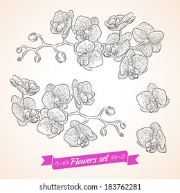 Vector flowers set. Collection of beautiful bouquets for your design