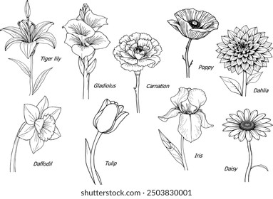 Vector flowers set for coloring book  | Flower illustration set 9 flowers | flower doodles | Iris carnation dahlia poppy daisy tullip daffodil tiger lily gladiolus nature illustration