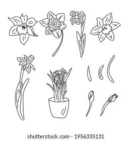 Vector flowers set in doodle style. Daffodils flower, petals, leaves, bud