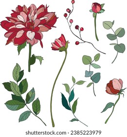Vector flowers set of red chrysanthemum. Hand painted floral illustration isolated on white background. For design, print, fabric or background.