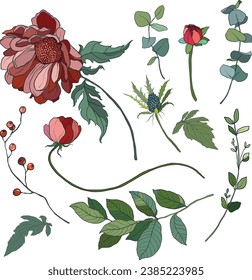 Vector flowers set of red and pink chrysanthemum. Hand painted floral illustration isolated on white background. For design, print, fabric or background.