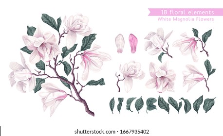 Vector flowers set with White Magnolia. Isolated magnolia illustration element. Realistic illustration of a branch spring magnolia plant, large flowers and leaves. High detailed, hand drawn art.