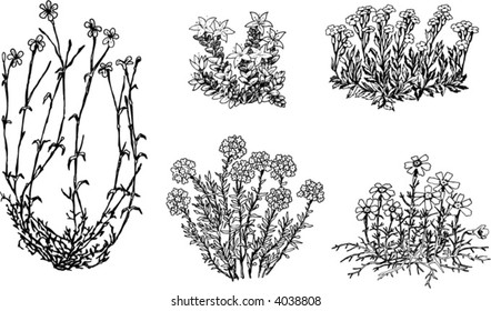 Vector flowers silhouettes - Dianthus deltoides (maiden pink), Iberis sempervirens (evergreen candytuft), Aubrieta cultorum, Phlox subulata (Moss phlox, Moss pink), Sedum acre (goldmoss stonecrop)