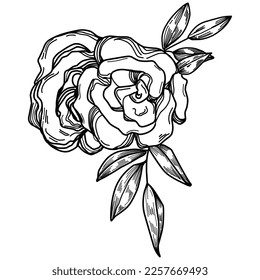 Vector Flowers summer. Isolated botanical flower, leaves. Black and white engraved sketch ink art. Leaf plant botanical garden floral foliage. Wildflower drawing leaf illustration element.