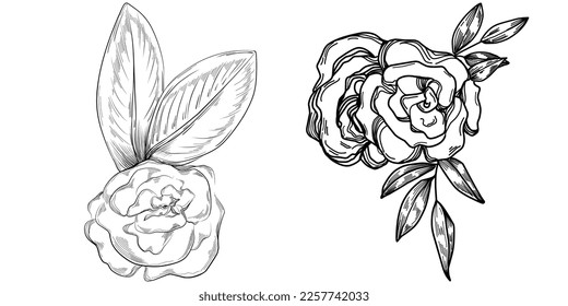 Vector Flowers summer. Isolated botanical flower, leaves. Black and white engraved sketch ink art. Leaf plant botanical garden floral foliage. Wildflower drawing leaf illustration element.