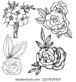 Vector Flowers summer. Isolated botanical flower, leaves. Black and white engraved sketch ink art. Leaf plant botanical garden floral foliage. Wildflower drawing leaf illustration element.