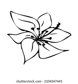 Flores vectoriales, plantas botánicas, garabatos para tarjetas de San Valentín para trabajos de diseño