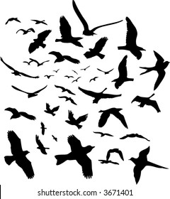 vector flying birds