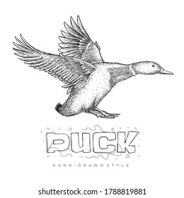 Vector Of A Flying Duck, Hand Drawn Animal Illustration