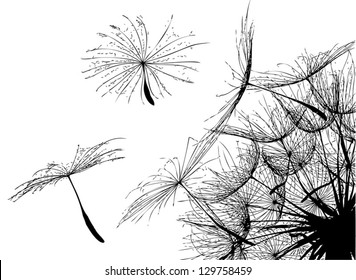 Vector. Flying parachutes from dandelion.