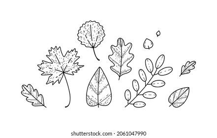 Vector foliage. Autumn leaves of maple, oak, birch, aspen, poplar, rowan. Hand drawn doodle leaves.