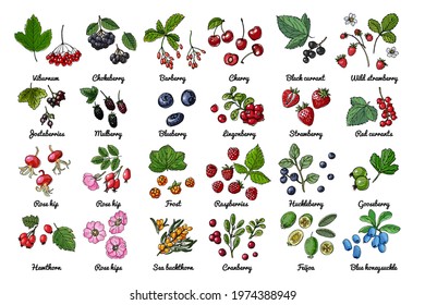 Vector food icons of berries. Colored sketch of food products. Black currant, red currant, wild strawberry, wild strawberry, rosehip flowers, cherry, mountain ash, sea buckthorn, gooseberry