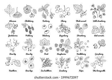 Vector food icons of berries. Colored sketch of food products. Black currant, red currant, wild strawberry, wild strawberry, rosehip flowers, cherry, mountain ash, sea buckthorn, gooseberry