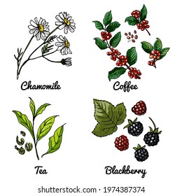Vector food icons of berries, herbs, flowers. Colored sketch of food products. Chamomile, coffee branch, tea leaves, blackberry