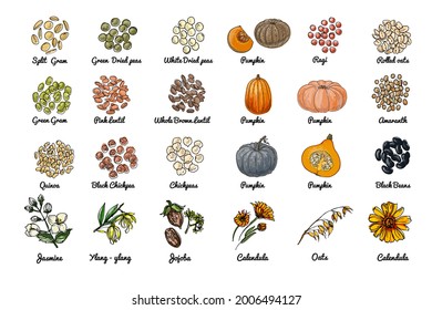 Vector food icons. Colored sketch of food products. Spices, nuts, herbs, beans, pumpkin, cereals. 