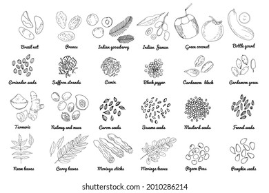 Vector food icons. Colored sketch of food products. Spices, nuts, herbs, beans, cereals. 