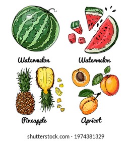 Vector food icons of fruits. Colored sketch of food products. Watermelon, apricot, pineapple