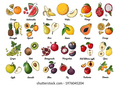 Vector food icons of fruits. Colored sketch of food products. exotic fruits, melon, figs, kiwi, grapes