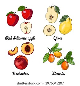 Vector food icons of fruits. Colored sketch of food products. Red delicious, qince, nectarine, ximenia