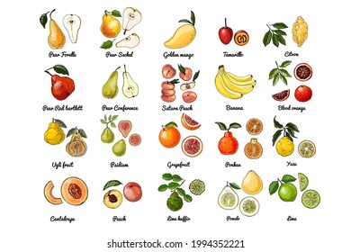 Vector food icons of fruits. Colored sketch of food products. Citrus. Pear red bartlett, conference, saturn peach, bananas, tamarillo, golden mango