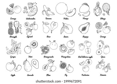 Vector food icons of fruits. Colored sketch of food products. exotic fruits, melon, figs, kiwi, grapes