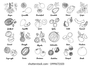 Vector food icons of fruits. Colored sketch of food products. 