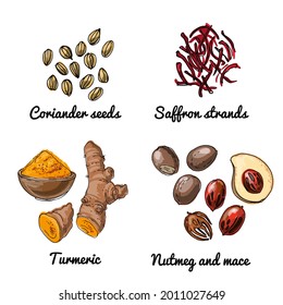 Iconos vectoriales de frutas. Esbozo de productos alimenticios de colores. Semillas de cilantro, hebras de azafrán, cúrcuma, nuez moscada y mace