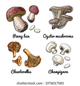 Vector food icons of Mushrooms. Colored sketch of food products. Oyster mushrooms, chanterelle mushrooms, champignons, penny bun