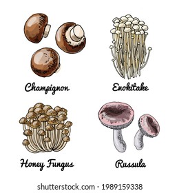 Vector food icons of Mushrooms. Colored sketch of food products. Champignon, enokitake, honey fungus, russula