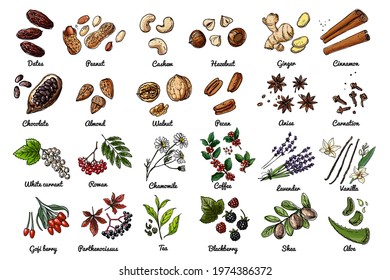 Vector food icons of nuts, berries, herbs. Colored sketch of food products. Dates, peanuts, chocolate grains, almonds, aloe vera, vanilla, lavender, cinnamon, ginger, anise