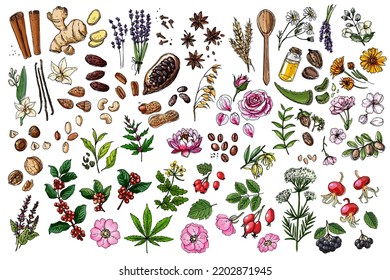 Vector food icons of nuts, berries, herbs. Flowers, berries, natural cosmetics, medicine