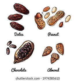 Vector food icons of nuts. Colored sketch of food products. Dates, peanuts, chocolate grains, almonds