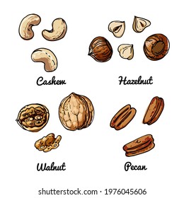 Vector food icons of nuts. Colored sketch of food products. Cashew, hazelnut, walnut, pecan