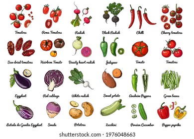Vector food icons of vegetables. Colored sketch of food products. Tomato, pepper, eggplant, salad, herbs, spices, radish