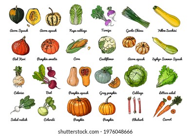 Vector food icons of vegetables. Colored sketch of food products. Pumpkin, cucumber, eggplant, turnip, pumpkin, salad, beet