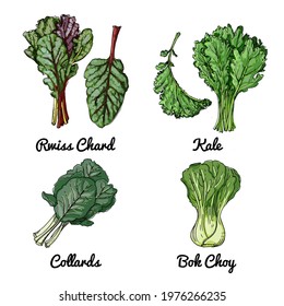 Vector food icons of vegetables. Colored sketch of food products. Rwiss chard, kale, collards, bok choy