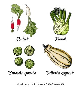 Vector food icons of vegetables. Colored sketch of food products. Radish, fennel, brussels, delicata squash