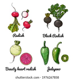Vector food icons of vegetables. Colored sketch of food products. Radish, black radish, beauty heart radish, jalapeno