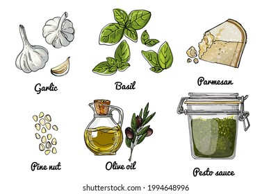 Vector food icons of vegetables. Colored sketch of food products. Pesto sauce recipe. Basil, Parmesan cheese, garlic, olive oil, Pine nuts